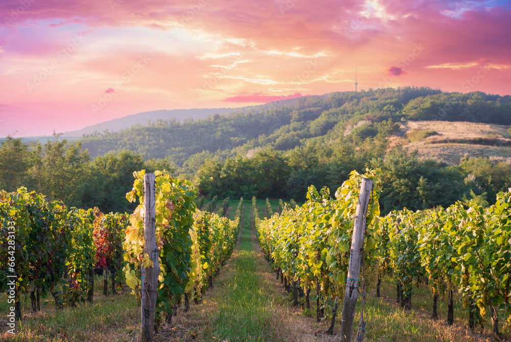 Bolgheri and Castagneto vineyards sunrise backlight in the morning. Maremma Tuscany, Italy, Europe. High quality photo