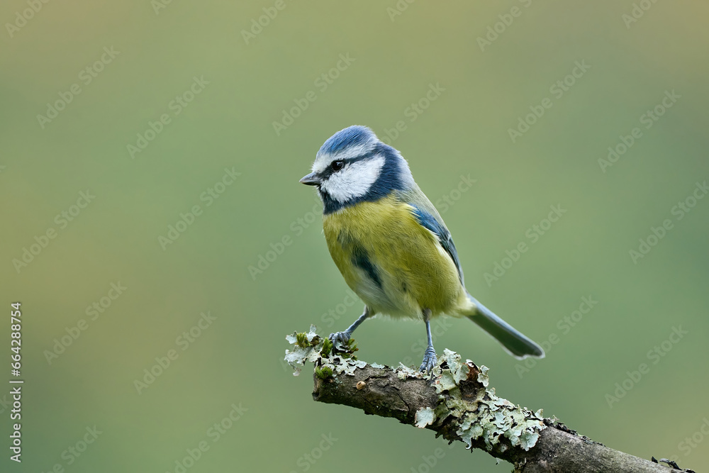 Obraz premium Blaumeise im Herbst