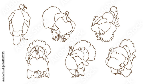 Turkey Illustration Outlines - Collection 3