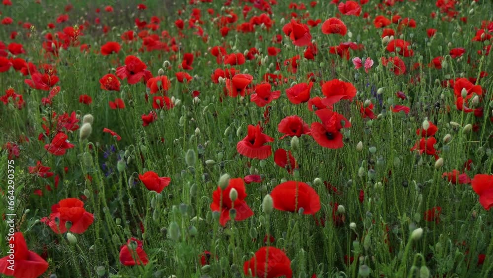 Beautiful red poppies at sunset. Field with blooming poppies. Green stems and red flowers. Beautiful field with poppies at sunset. The rays of the sun illuminate the blooming, red poppies. Beautiful red poppies at sunset. Field with blooming poppies. Green stems and red flowers. Beautiful field with poppies at sunset. The rays of the sun illuminate the blooming, red poppies.
