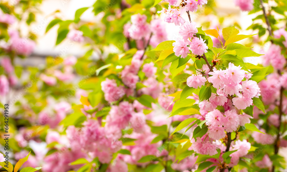 Sakura. Cherry blossom, branches with flowers sway in the wind. Pink flowers of the sakura tree. Spring landscape with flowering trees. Beautiful nature on a sunny day. Sakura. Cherry blossom, branches with flowers sway in the wind. Pink flowers of the sakura tree. Spring landscape with flowering trees. Beautiful nature on a sunny day.