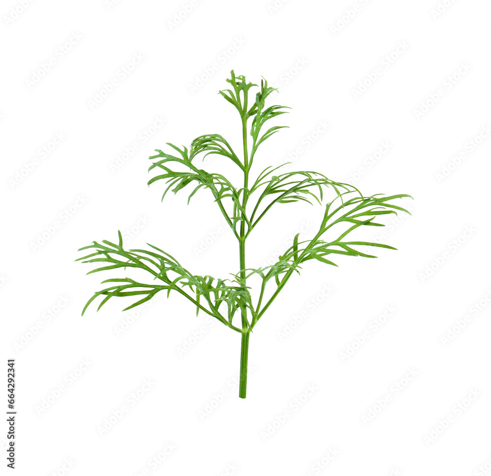 Fototapeta premium Sprig of fresh dill isolated on white