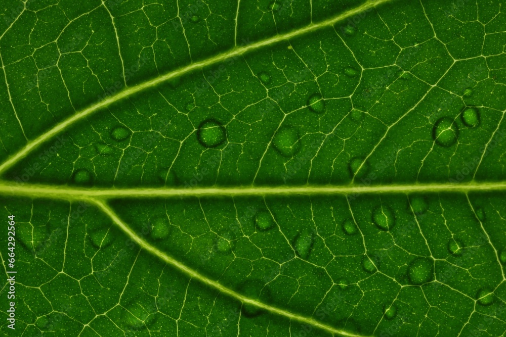 Macro photo of green leaf with water drops as background, top view Macro photo of green leaf with water drops as background, top view