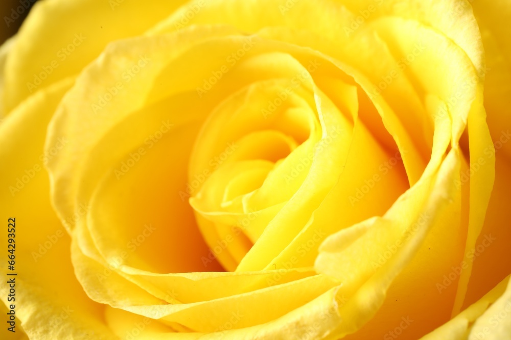 Beautiful rose with yellow petals as background, macro view Beautiful rose with yellow petals as background, macro view