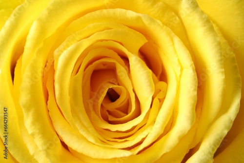 Beautiful rose with yellow petals as background, macro view © New Africa