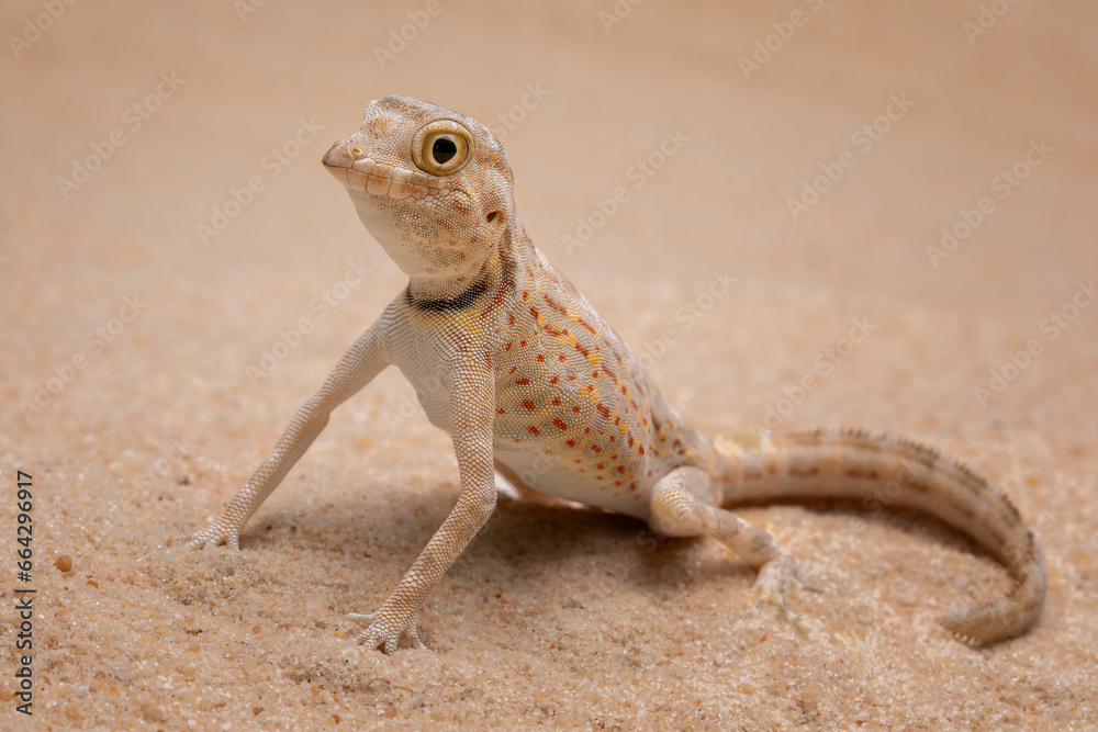 Pristurus carteri, commonly known as Scorpion-tailed Gecko, or Carter’s Rock Gecko is a species of gecko in the family Sphaerodactylidae. Pristurus carteri, commonly known as Scorpion-tailed Gecko, or Carter’s Rock Gecko is a species of gecko in the family Sphaerodactylidae.