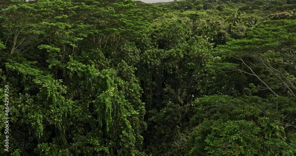 Hana Maui Hawaii Aerial v4 low birds eye view drone flyover hillside jungle along Alalele Pl capturing unspoiled dense forests, trees with lush green foliages - Shot with Mavic 3 Cine - December 2022