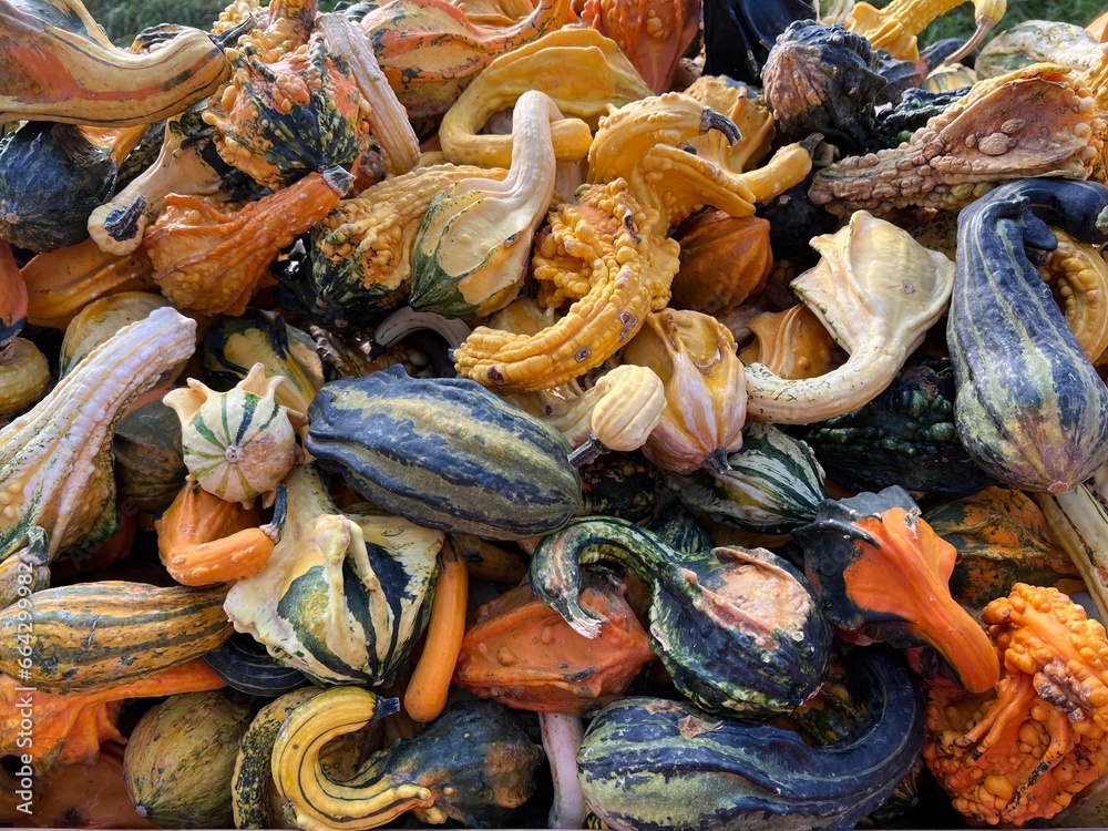 Beautiful decorative colorful pumpkins of different shapes and sizes at the pumpkin festival, pumpkin background