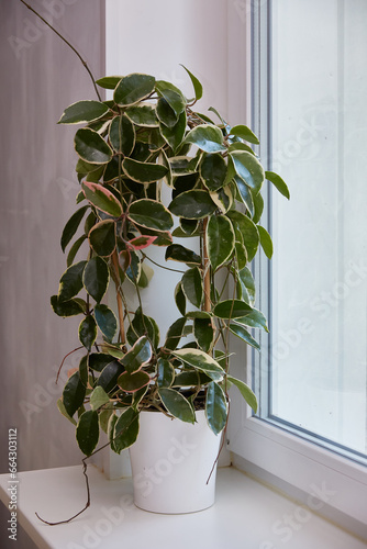 Variegated foliage of hoya carnosa variegata Krimson Queen on windows