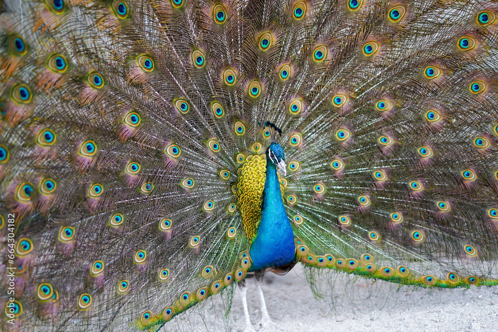 Obraz premium The peacock, renowned for its resplendent plumage and graceful demeanor, epitomizes nature's beauty in its truest form. Adorned with vibrant iridescent feathers that shimmer in a kaleidoscope of blues