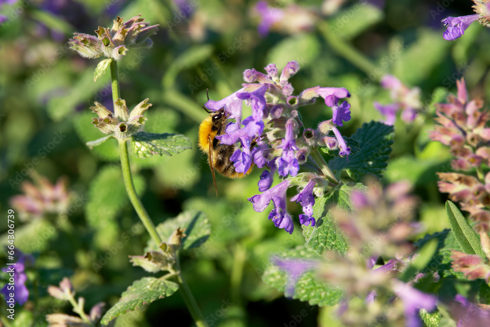 bumblebee collecting pollen on a lavender flower bumblebee collecting pollen on a lavender flower