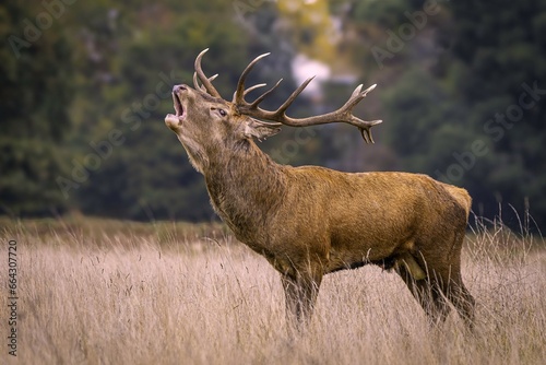 deer stag