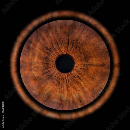 Human eye close up. Brown macro iris. Pupil on black background