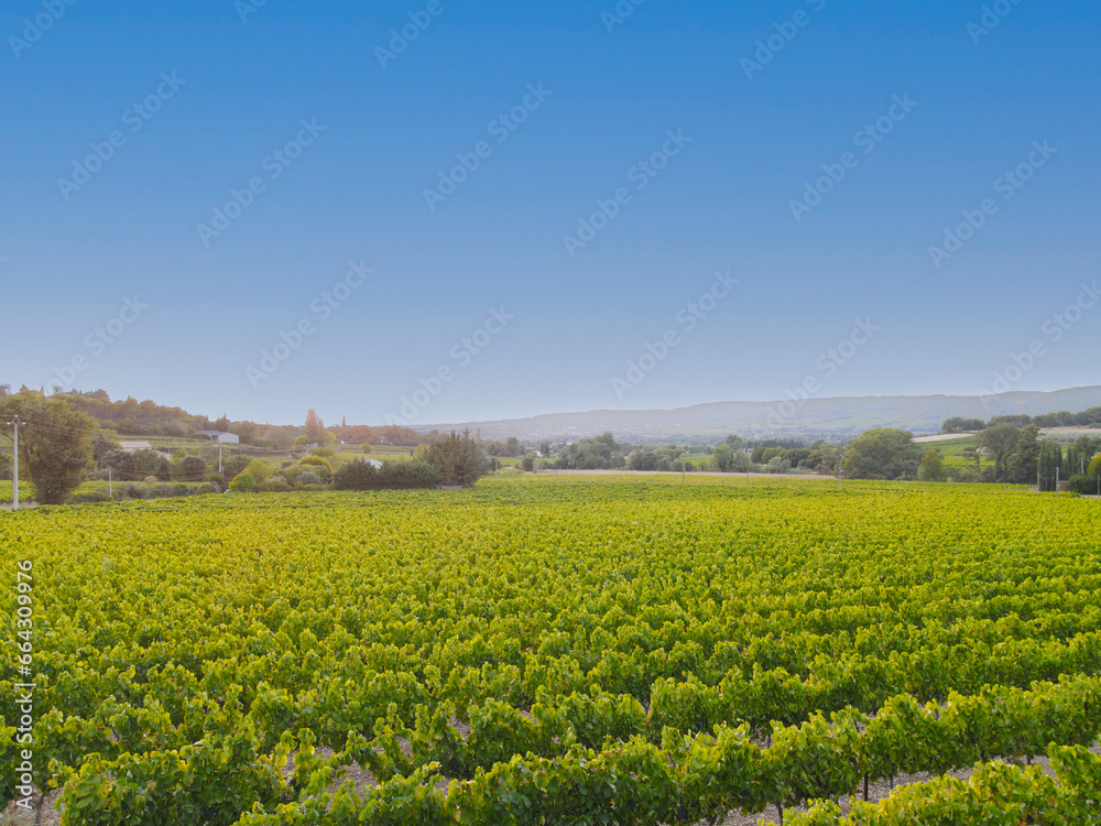 vignes sous un ciel bleu dans le sud de la France