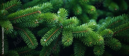 Christmas tree branches on a natural background.