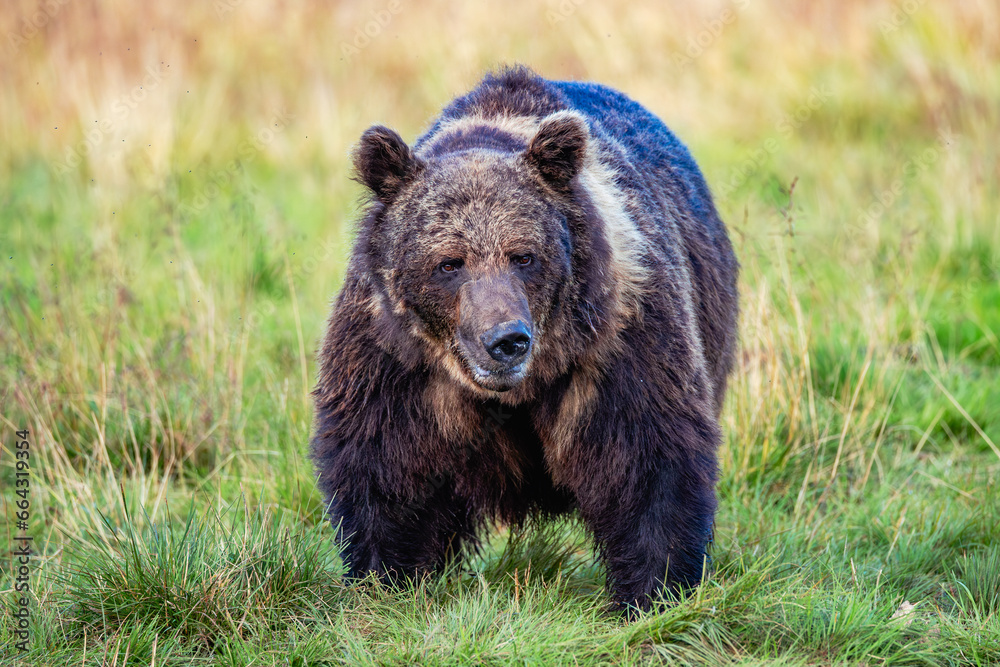 Fototapeta premium brown bear in the forest