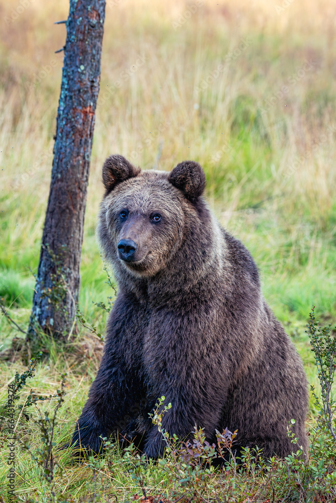 Fototapeta premium brown bear in the forest