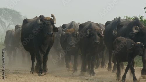 Buffaloes walk over a dusty path in a village near Amritsar, rural India photo