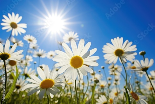 perennial daisies reaching towards the sunlight