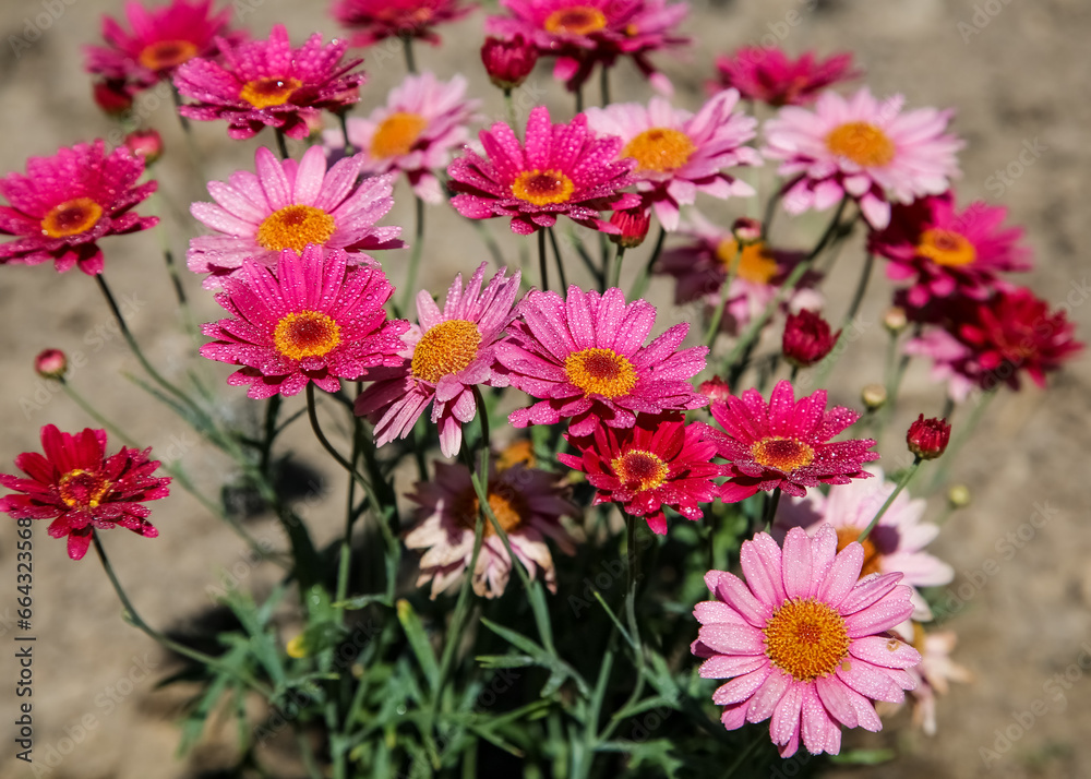 Colorful display of pink and red Marguerite Daisy flowers
