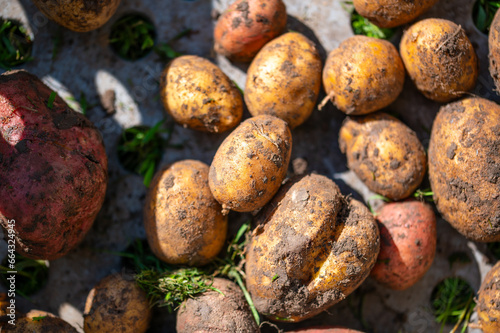 Konstfotografi Close up view of potatoes shortly after harvest