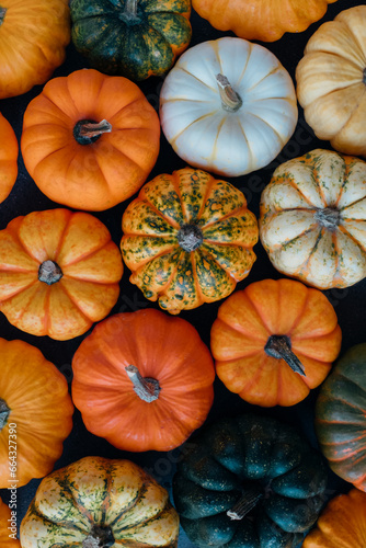 Many colorful mini pumpkins and gourds, view from above. Fall texture for background. Halloween or Thanksgiving celebration.