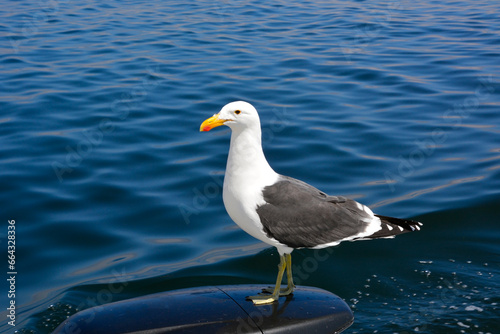 A seagull stands on the engine of a motor boat against the background of calm blue sea waves