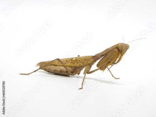 前足を揃えて構えるハラビロカマキリ