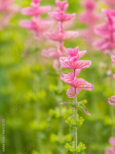 Salvia pink flowers with green leaves Blossom  medicinal plant in summer  close-up
