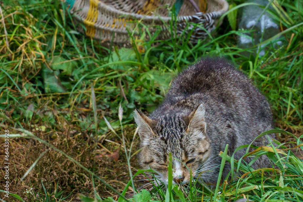 A gray cat in the green grass. A cat and kittens are resting and frolicking in nature outside the city. Pets are happy and contented. The cat eats grass.