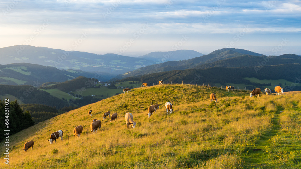 Sunny morning on a mountain pasture with grazing cows in idyllic Austria