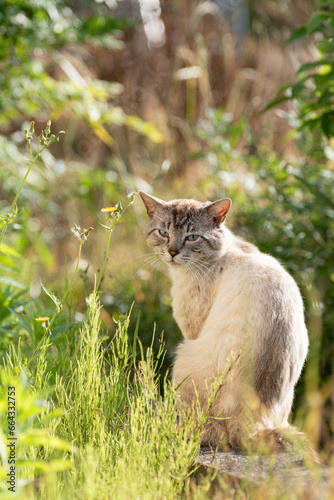 振り向く猫 シャムトラ猫