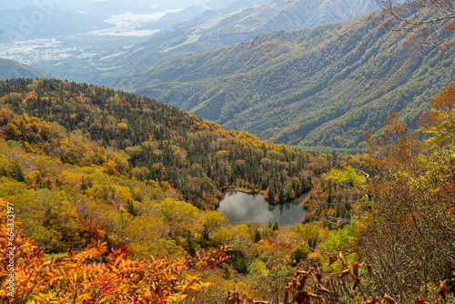 美しい山の紅葉 栂池高原