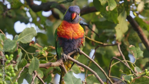 Colorful rainbow lorikeet perched on a gumtree branch in Australia photo