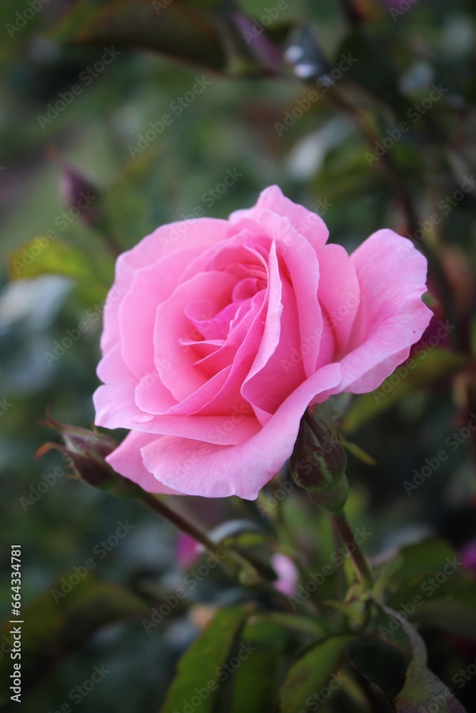 Dark background with a buds of a bright pink rose in a summer garden Dark background with a buds of a bright pink rose in a summer garden