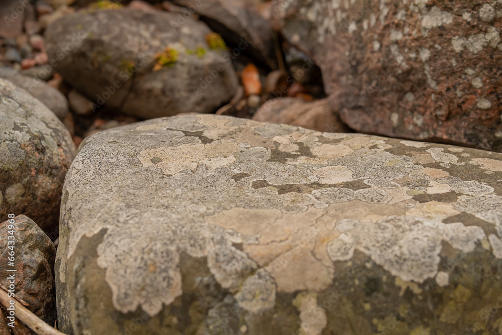 Stones with lichens Stones with lichens