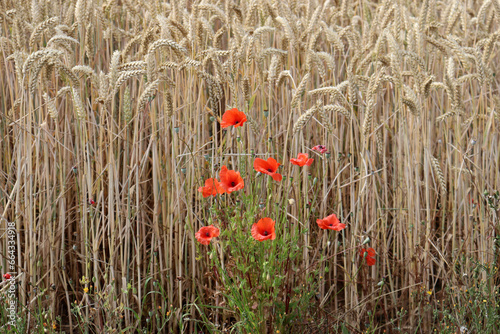 Mohnblumen im Weizenfeld im Pajottenland, Belgien photo