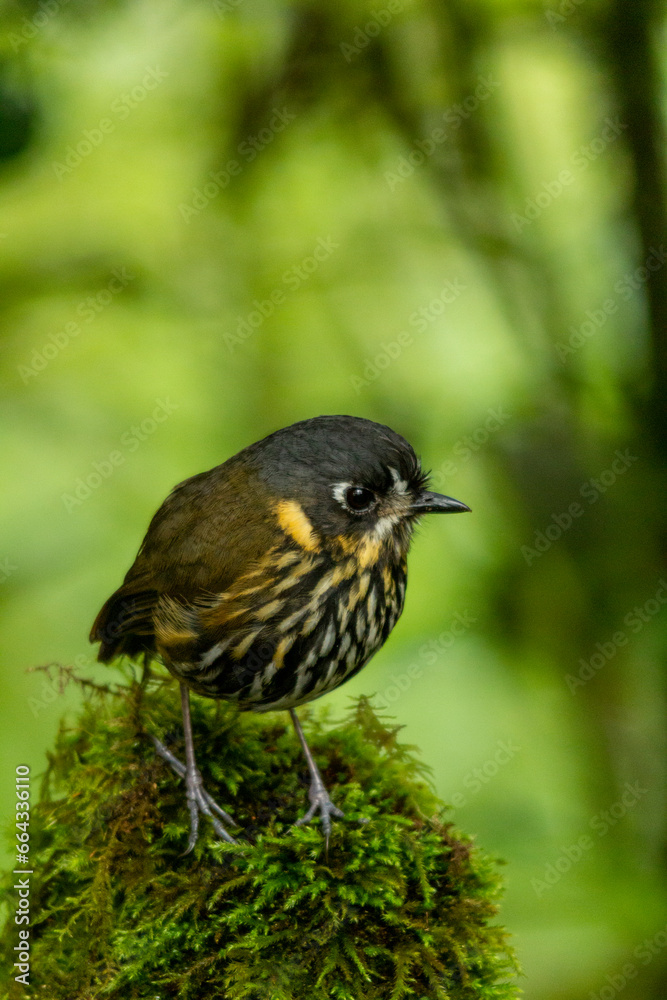 Crescent-faced Antpitta (Grallaricula lineifrons), Andean mountains, Manízales, Colombia - stock photo Crescent-faced Antpitta (Grallaricula lineifrons), Andean mountains, Manízales, Colombia - stock photo