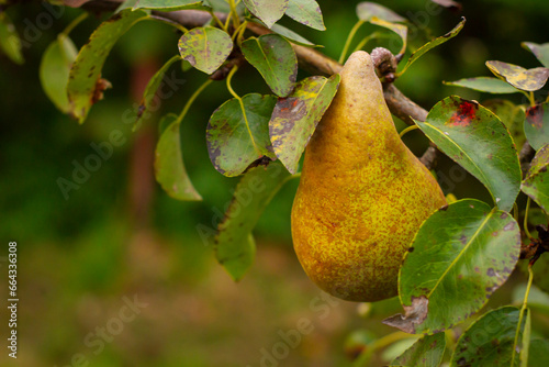 Gruszka na gałęzi | Pear on the branch