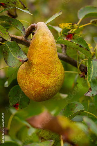 Gruszka na gałęzi | Pear on the branch