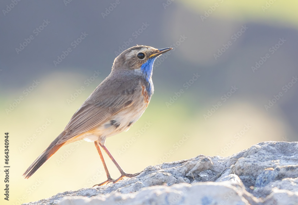 Bluethroat, Luscinia svecica. Early in the morning, a male bird sits on the rocks Bluethroat, Luscinia svecica. Early in the morning, a male bird sits on the rocks