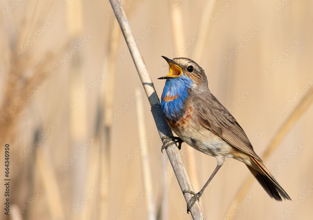 Bluethroat, Luscinia svecica. A male bird sings while perched on a reed stalk on a riverbank Bluethroat, Luscinia svecica. A male bird sings while perched on a reed stalk on a riverbank