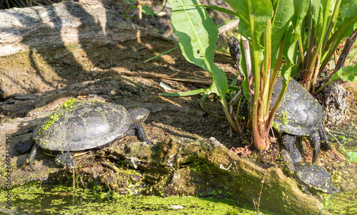 European pond turtle, Emys orbicularis. The reptiles have climbed onto driftwood by the riverbank