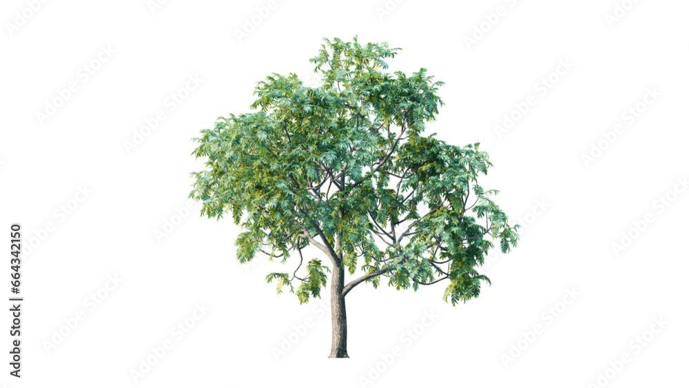 Trees grow from small to big. Growing tree on transparency background. 3D realistic summer tree. Wind blowing leaves moving. Trees grow from small to big. Growing tree on transparency background. 3D realistic summer tree. Wind blowing leaves moving.