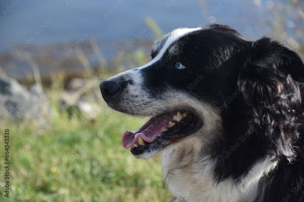 Side Profile of an Australian Shepherd Dog