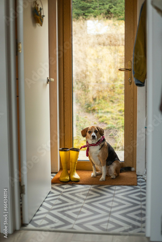 yellow rubber boots and a beagle dog in a beautiful interior