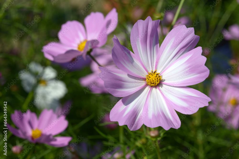コスモスの花 コスモスの花
