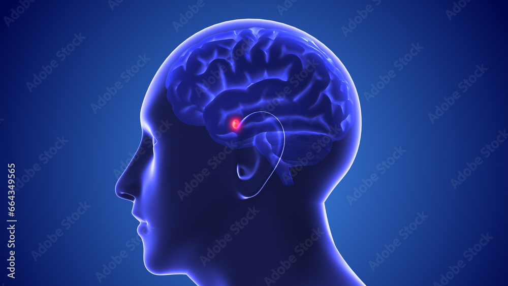 New brain target for treatment of autism New brain target for treatment of autism