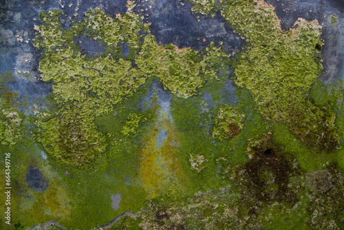 Fungi Green Moss Texture abstract background concrete wall. Rusty, Grungy, Gritty Vintage Background