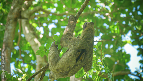 Cute sloth climbing on trees in Costa Rica. © Eric